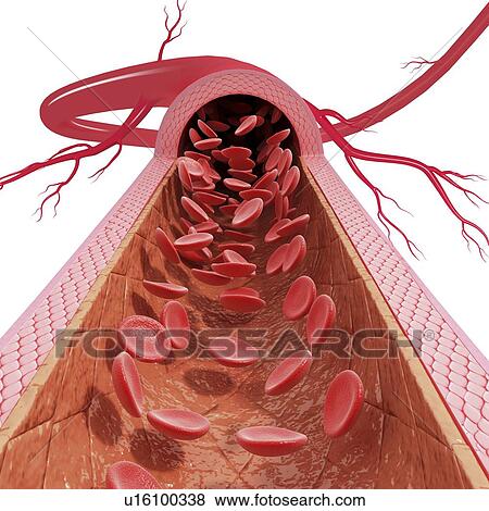 Healthy artery, artwork View Large Illustration Stock Illustration - Healthy artery, artwork. Fotosearch