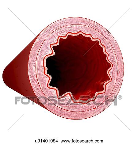 Healthy artery, artwork View Large Illustration Stock Illustration - Healthy artery, artwork. Fotosearch