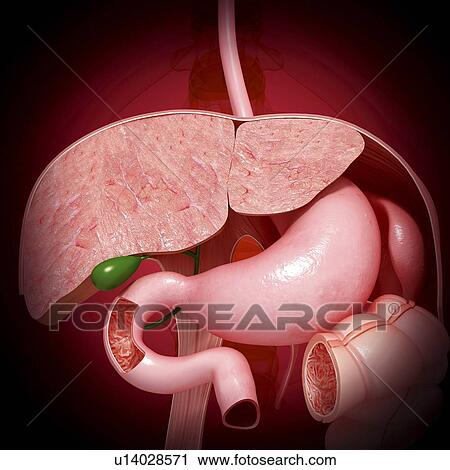 Clip Art - Healthy digestive system, artwork. Fotosearch