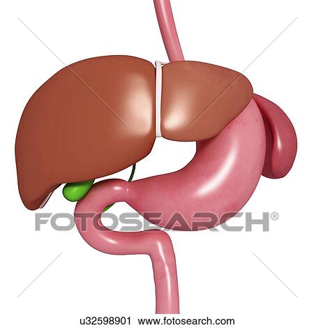 Healthy digestive system, artwork View Large Illustration Clip Art - Healthy digestive system, artwork. Fotosearch