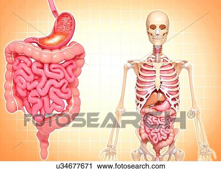 Clip Art - Healthy digestive system, artwork. Fotosearch