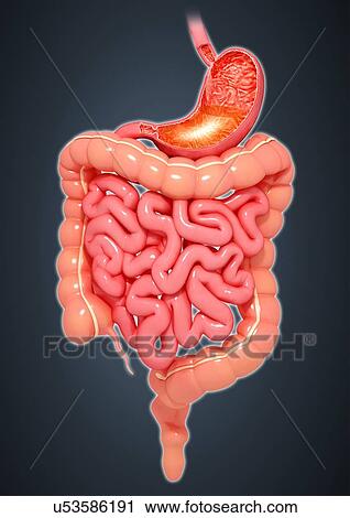 Healthy digestive system, artwork View Large Illustration Clip Art - Healthy digestive system, artwork. Fotosearch