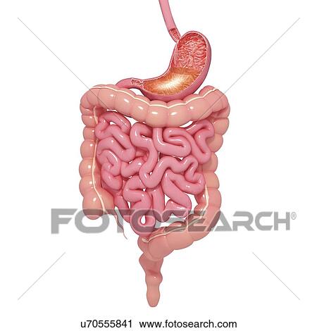 Clip Art - Healthy digestive system, artwork. Fotosearch