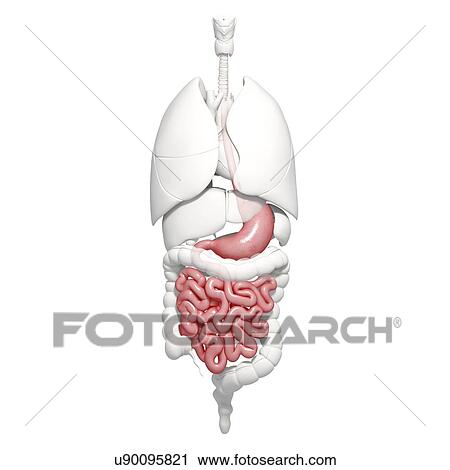 Healthy digestive system, artwork View Large Illustration Clip Art - Healthy digestive system, artwork. Fotosearch