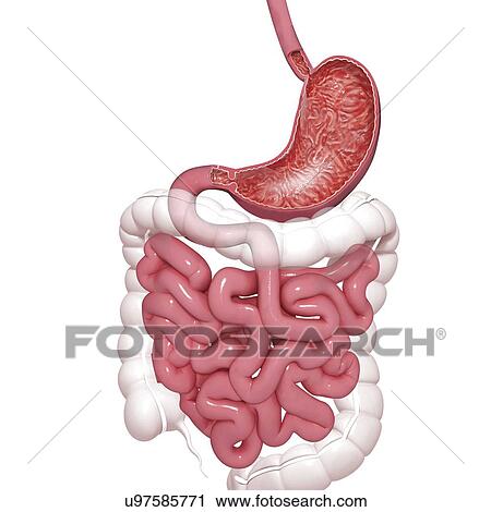 Healthy digestive system, artwork View Large Illustration Clip Art - Healthy digestive system, artwork. Fotosearch