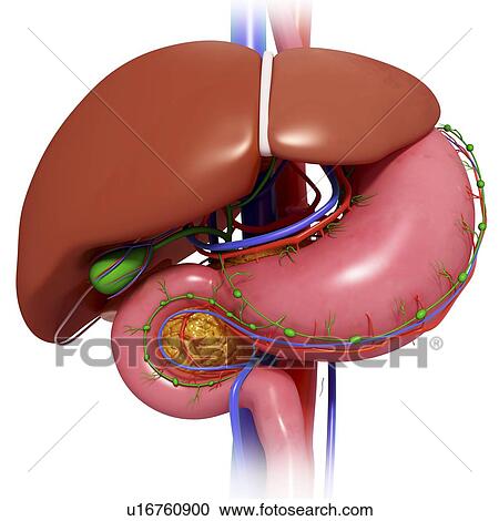 Healthy digestive system, artwork View Large Illustration Clipart - Healthy digestive system, artwork. Fotosearch