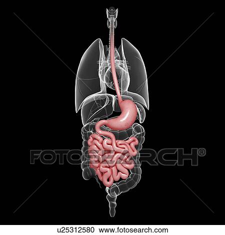 Healthy digestive system, artwork View Large Illustration Clipart - Healthy digestive system, artwork. Fotosearch