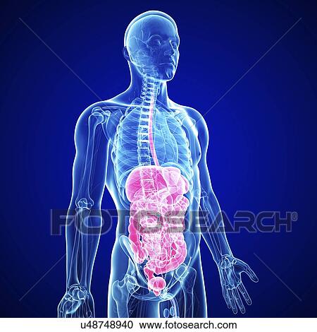 Clipart - Healthy digestive system, artwork. Fotosearch