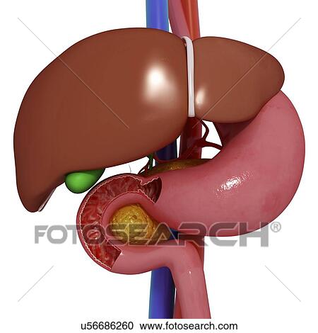 Healthy digestive system, artwork View Large Illustration Clipart - Healthy digestive system, artwork. Fotosearch