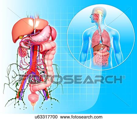 Clipart - Healthy digestive system, artwork. Fotosearch