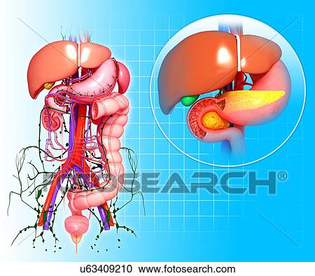 Healthy digestive system, artwork View Large Illustration Clipart - Healthy digestive system, artwork. Fotosearch