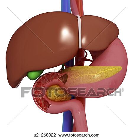 Healthy digestive system, artwork View Large Illustration Drawing - Healthy digestive system, artwork. Fotosearch