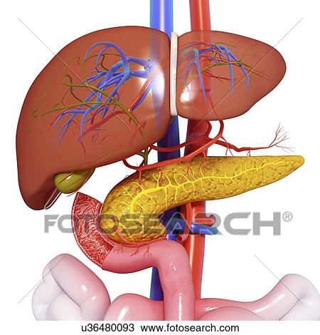 Drawing - Healthy digestive system, artwork. Fotosearch