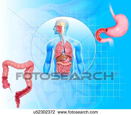 Drawing - Healthy digestive system, artwork. Fotosearch
