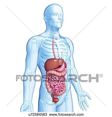 Drawing - Healthy digestive system, artwork. Fotosearch