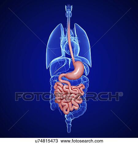 Healthy digestive system, artwork View Large Illustration Drawing - Healthy digestive system, artwork. Fotosearch