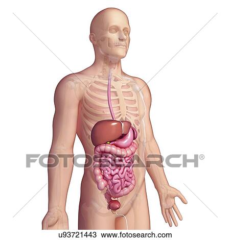 Drawing - Healthy digestive system, artwork. Fotosearch