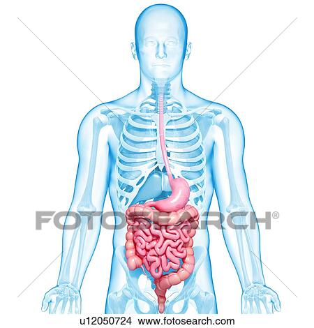 Healthy digestive system, artwork View Large Illustration Stock Illustration - Healthy digestive system, artwork. Fotosearch