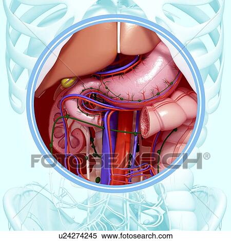 Healthy digestive system, artwork View Large Illustration Stock Illustration - Healthy digestive system, artwork. Fotosearch