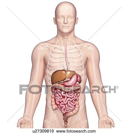 Healthy digestive system, artwork View Large Illustration Stock Illustration - Healthy digestive system, artwork. Fotosearch