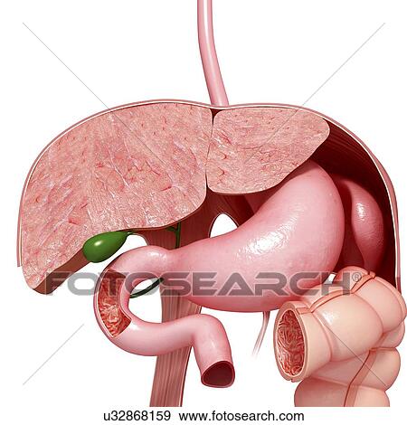Healthy digestive system, artwork View Large Illustration Stock Illustration - Healthy digestive system, artwork. Fotosearch