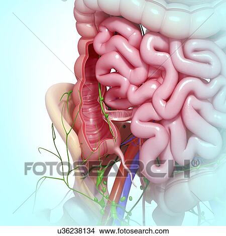 Healthy digestive system, artwork View Large Illustration Stock Illustration - Healthy digestive system, artwork. Fotosearch