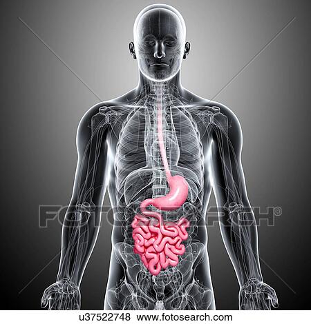 Healthy digestive system, artwork View Large Illustration Stock Illustration - Healthy digestive system, artwork. Fotosearch