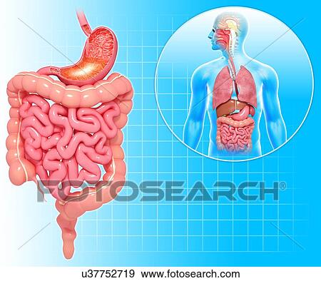 Healthy digestive system, artwork View Large Illustration Stock Illustration - Healthy digestive system, artwork. Fotosearch
