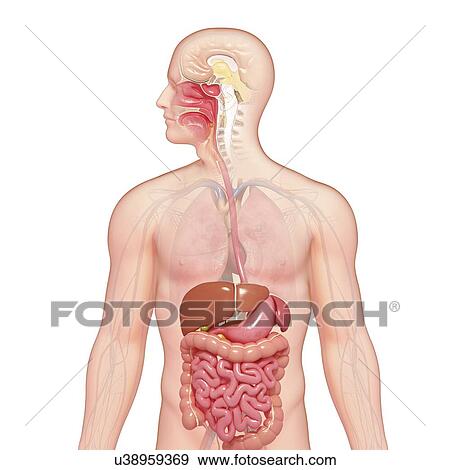 Healthy digestive system, artwork View Large Illustration Stock Illustration - Healthy digestive system, artwork. Fotosearch