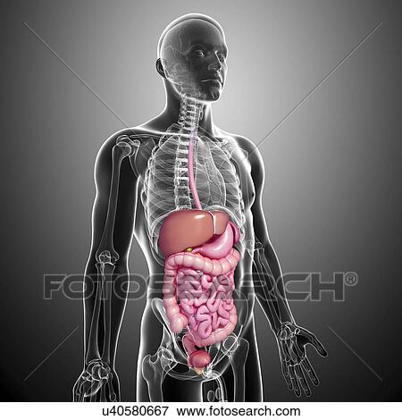 Healthy digestive system, artwork View Large Illustration Stock Illustration - Healthy digestive system, artwork. Fotosearch