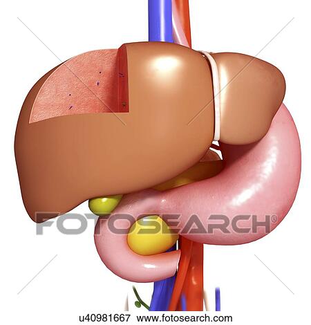 Healthy digestive system, artwork View Large Illustration Stock Illustration - Healthy digestive system, artwork. Fotosearch