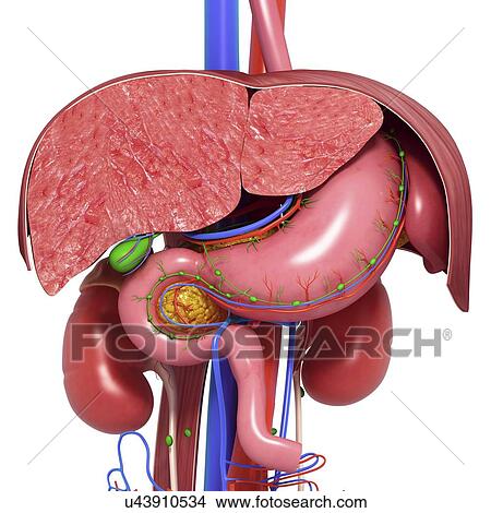 Healthy digestive system, artwork View Large Illustration Stock Illustration - Healthy digestive system, artwork. Fotosearch
