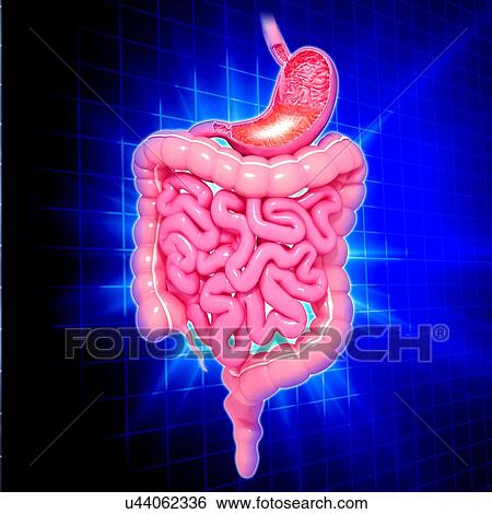 Healthy digestive system, artwork View Large Illustration Stock Illustration - Healthy digestive system, artwork. Fotosearch