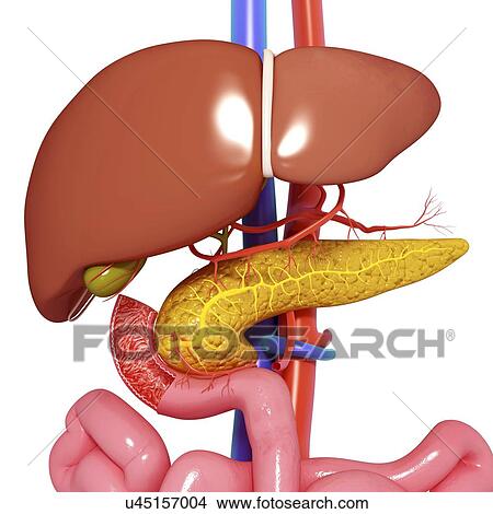 Healthy digestive system, artwork View Large Illustration Stock Illustration - Healthy digestive system, artwork. Fotosearch