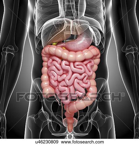 Stock Illustration - Healthy digestive system, artwork. Fotosearch
