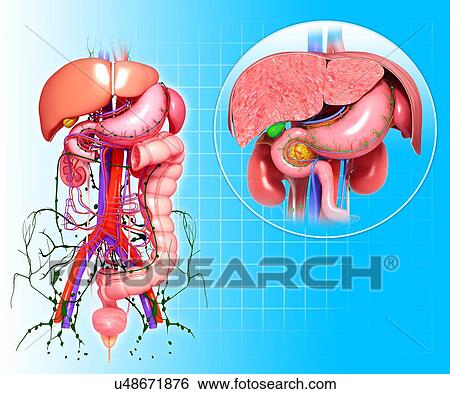 Healthy digestive system, artwork View Large Illustration Stock Illustration - Healthy digestive system, artwork. Fotosearch