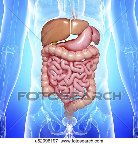 Healthy digestive system, artwork View Large Illustration Stock Illustration - Healthy digestive system, artwork. Fotosearch