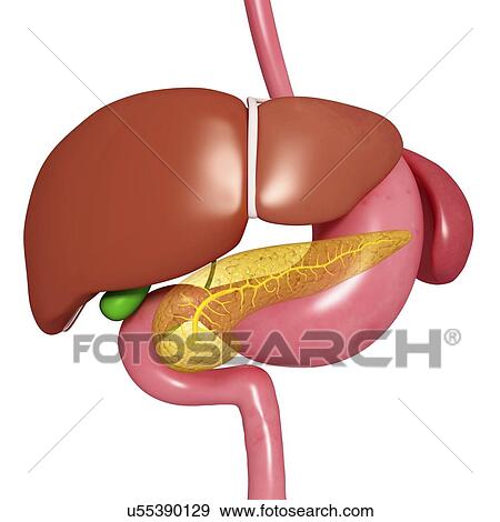 Healthy digestive system, artwork View Large Illustration Stock Illustration - Healthy digestive system, artwork. Fotosearch