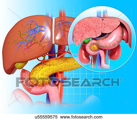Healthy digestive system, artwork View Large Illustration Stock Illustration - Healthy digestive system, artwork. Fotosearch