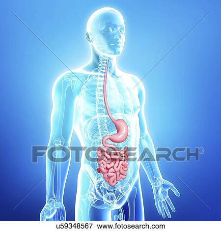 Healthy digestive system, artwork View Large Illustration Stock Illustration - Healthy digestive system, artwork. Fotosearch
