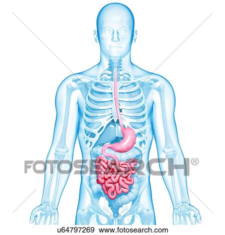 Stock Illustration - Healthy digestive system, artwork. Fotosearch