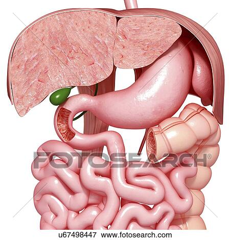 Stock Illustration - Healthy digestive system, artwork. Fotosearch