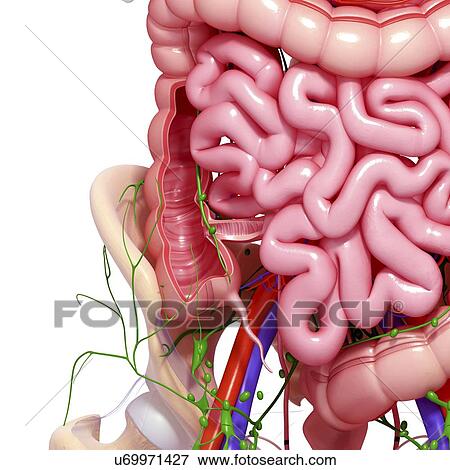 Stock Illustration - Healthy digestive system, artwork. Fotosearch