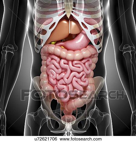 Stock Illustration - Healthy digestive system, artwork. Fotosearch