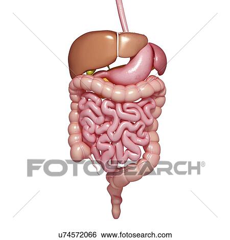 Stock Illustration - Healthy digestive system, artwork. Fotosearch