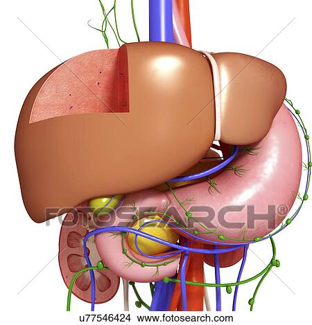 Healthy digestive system, artwork View Large Illustration Stock Illustration - Healthy digestive system, artwork. Fotosearch
