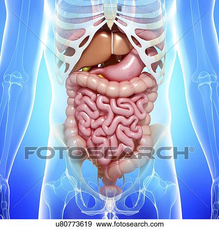 Healthy digestive system, artwork View Large Illustration Stock Illustration - Healthy digestive system, artwork. Fotosearch