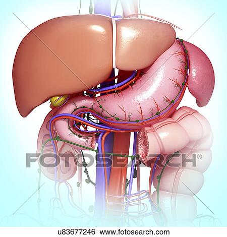 Stock Illustration - Healthy digestive system, artwork. Fotosearch