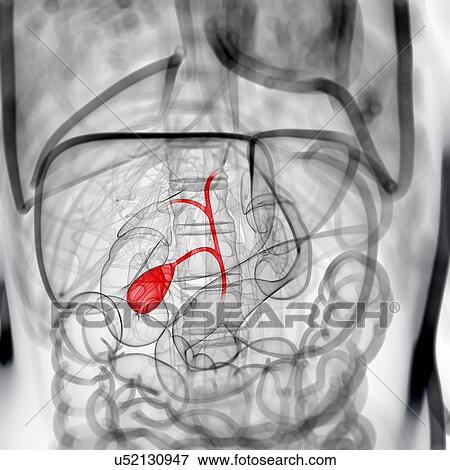 Healthy gallbladder, artwork View Large Illustration Stock Illustration - Healthy gallbladder, artwork. Fotosearch