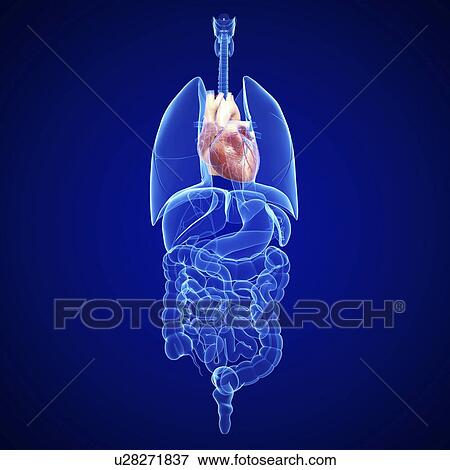 Healthy heart, artwork View Large Illustration Stock Illustration - Healthy heart, artwork. Fotosearch